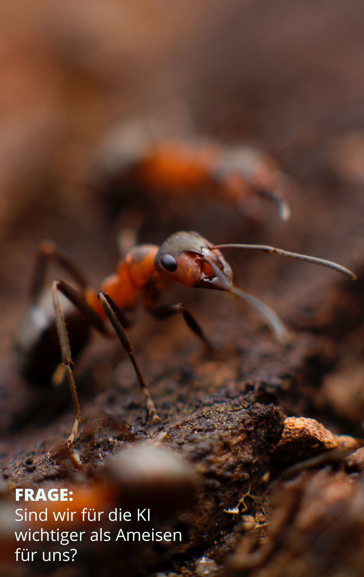 Frage: Sind wir für die KI wichtiger als Ameisen für uns?